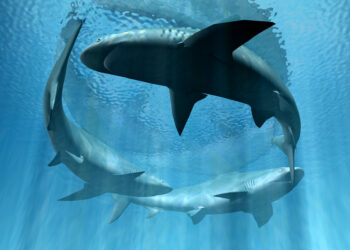 sharks
