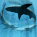 sharks
